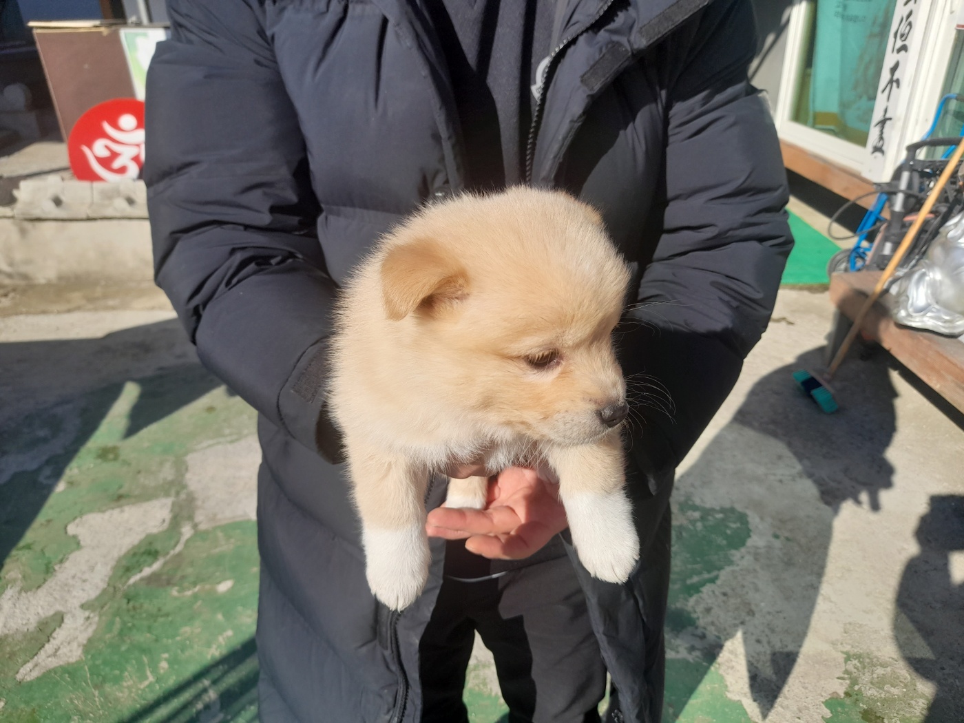 믹스견 이미지 파일 입니다.
