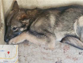 믹스견 이미지 파일 입니다.