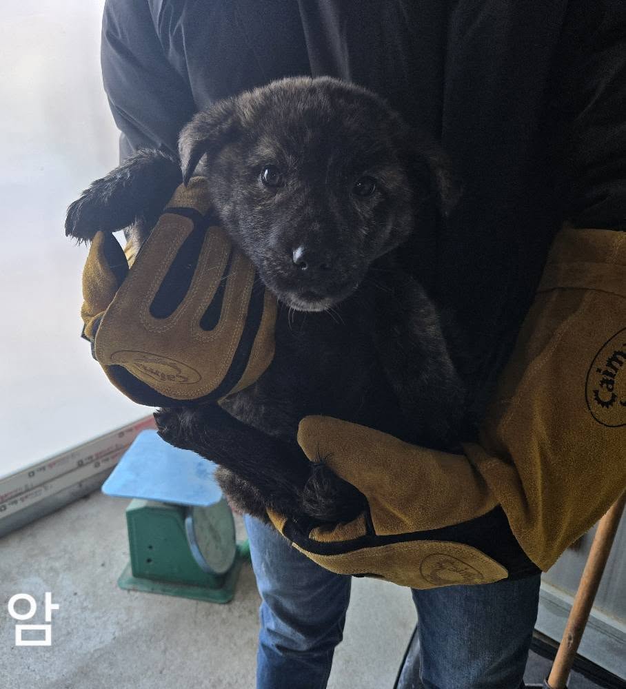 믹스견 이미지 파일 입니다.