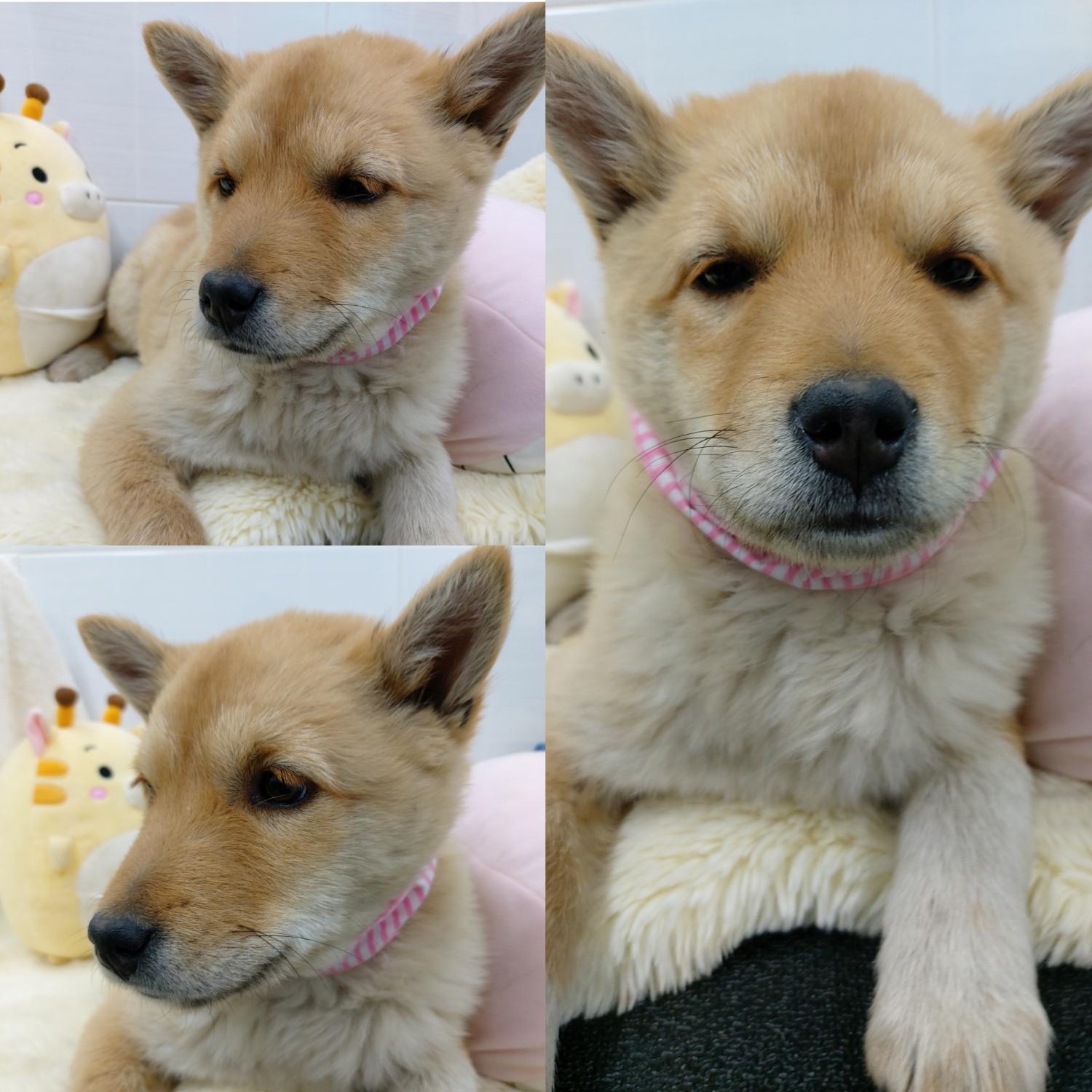 믹스견 이미지 파일 입니다.