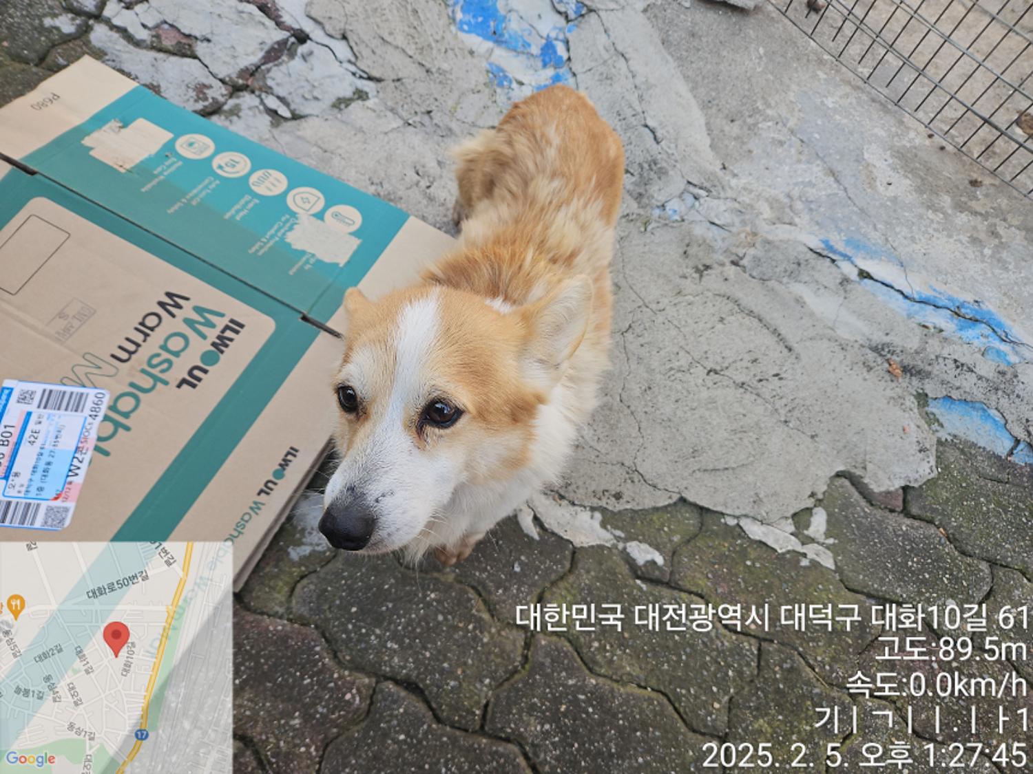 웰시 코기 카디건 이미지 파일 입니다.
