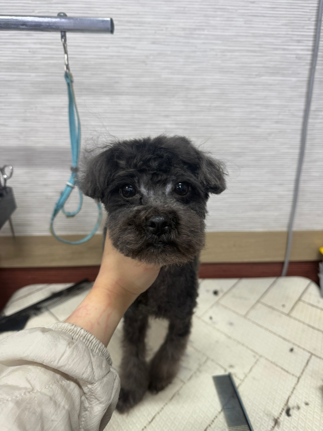 푸들 이미지 파일 입니다.