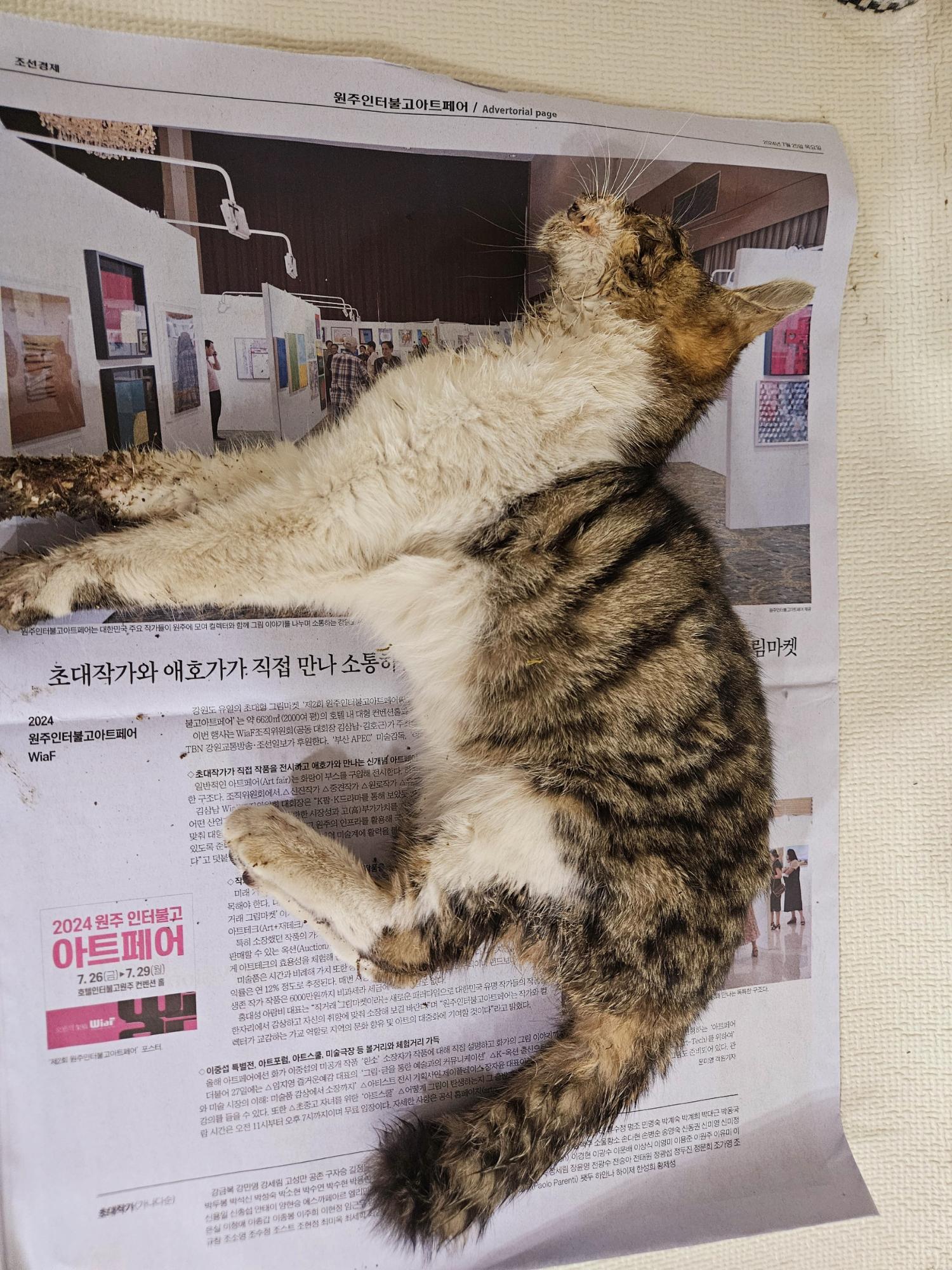 한국 고양이 이미지 파일 입니다.