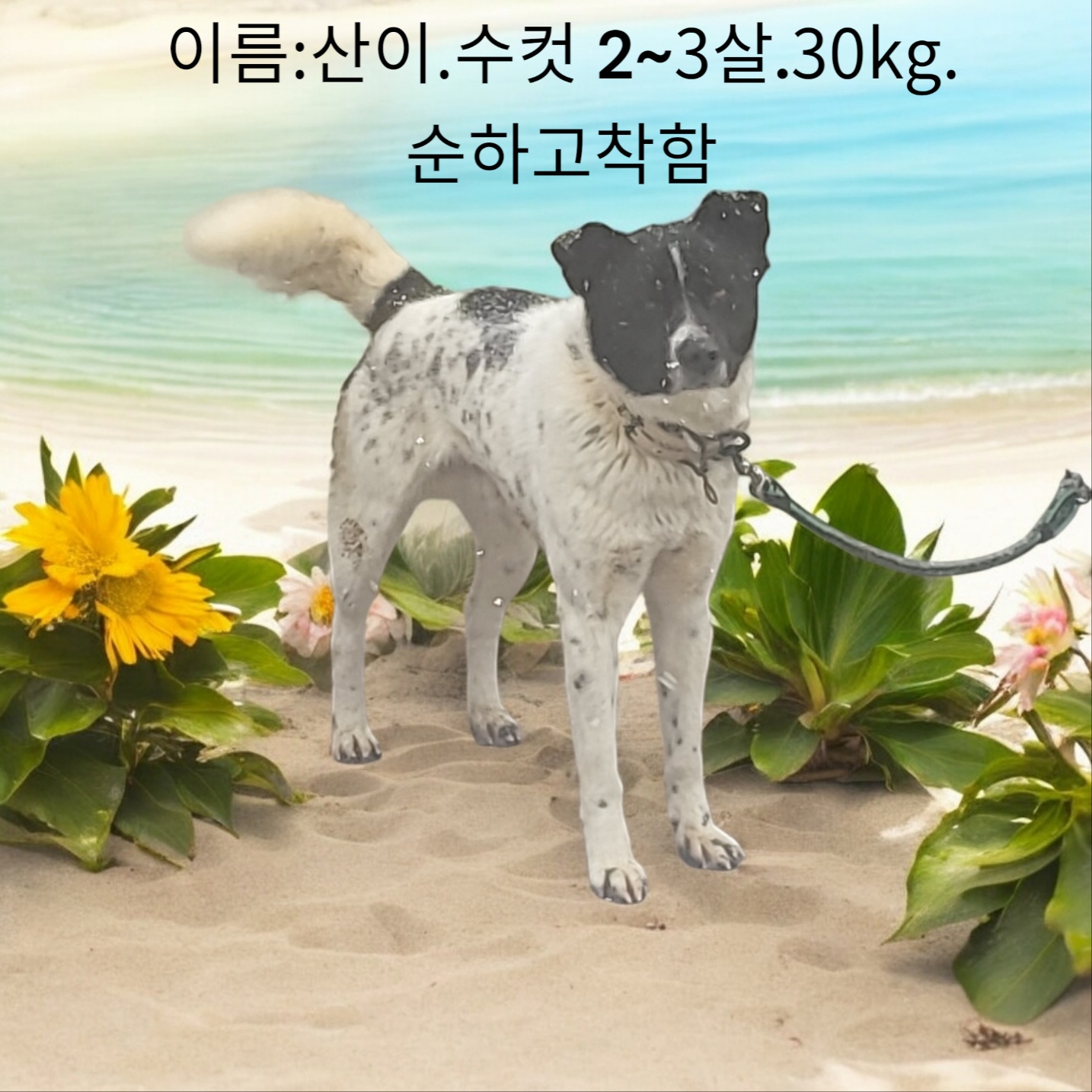 믹스견 이미지 파일 입니다.