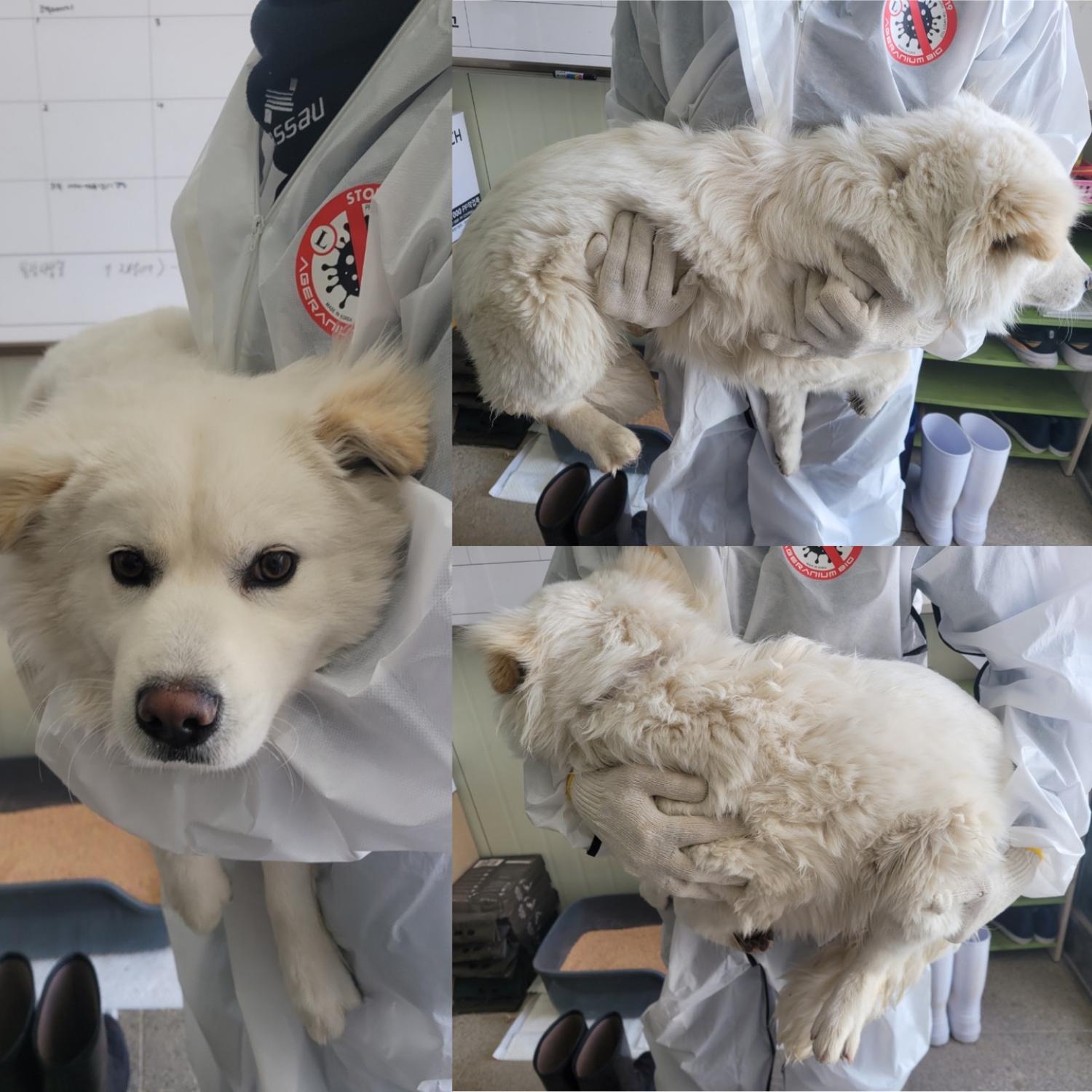 믹스견 이미지 파일 입니다.
