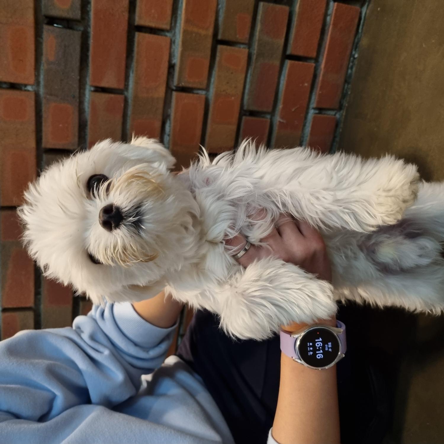 말티즈 이미지 파일 입니다.