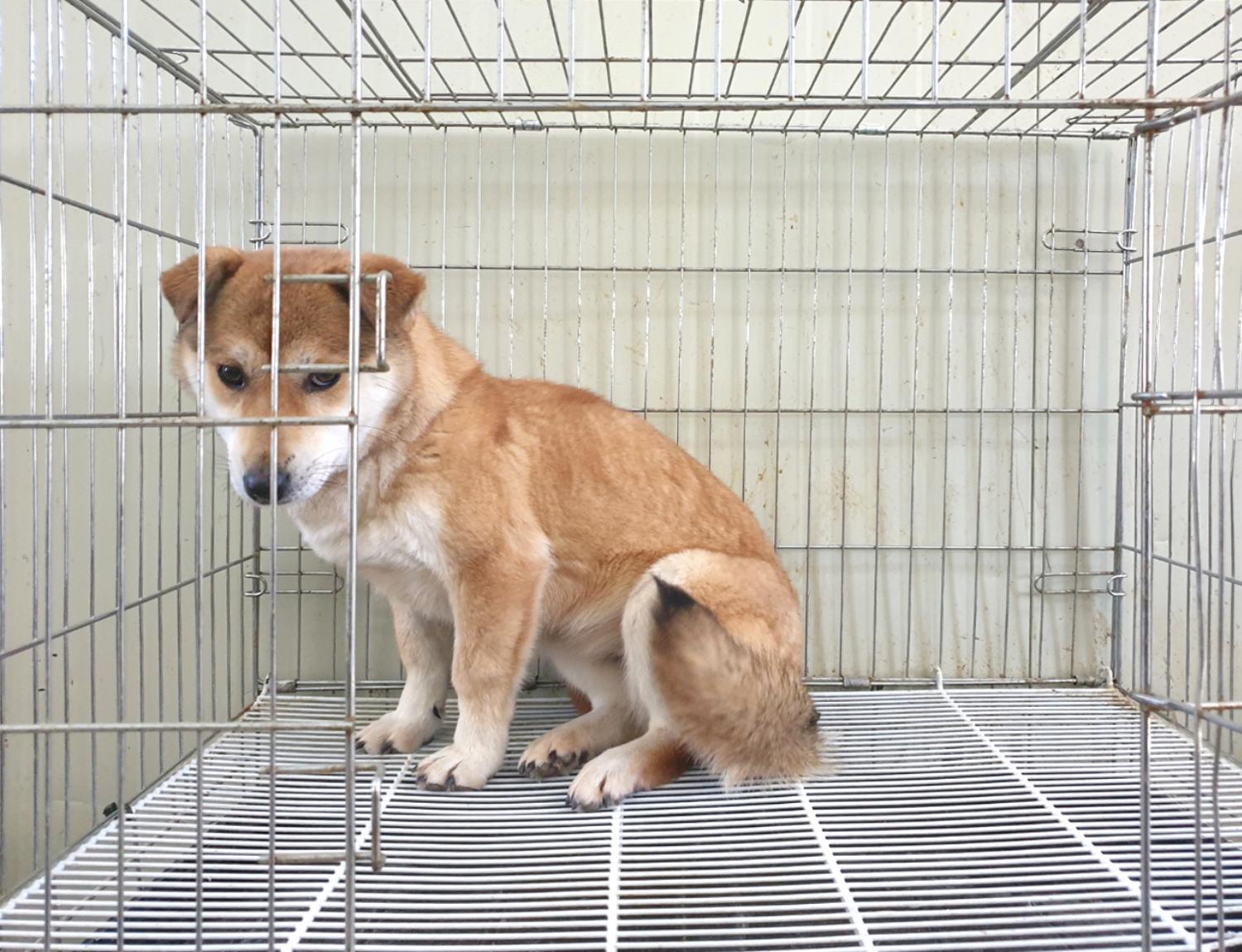 믹스견 이미지 파일 입니다.