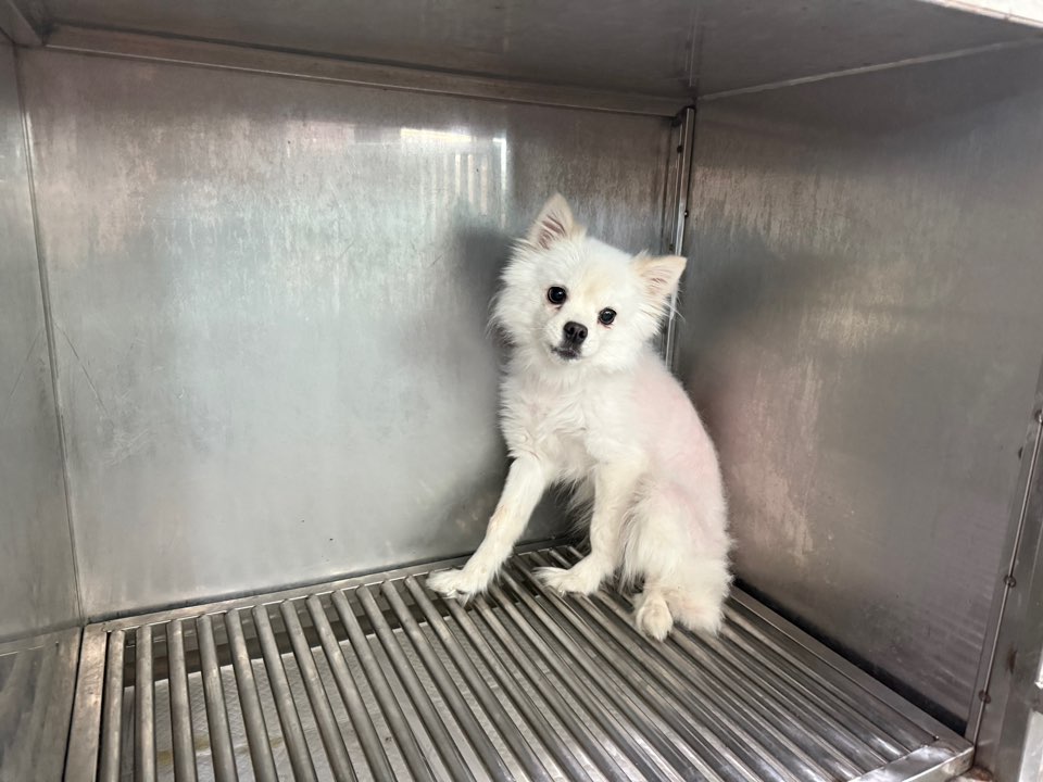 포메라니안 이미지 파일 입니다.