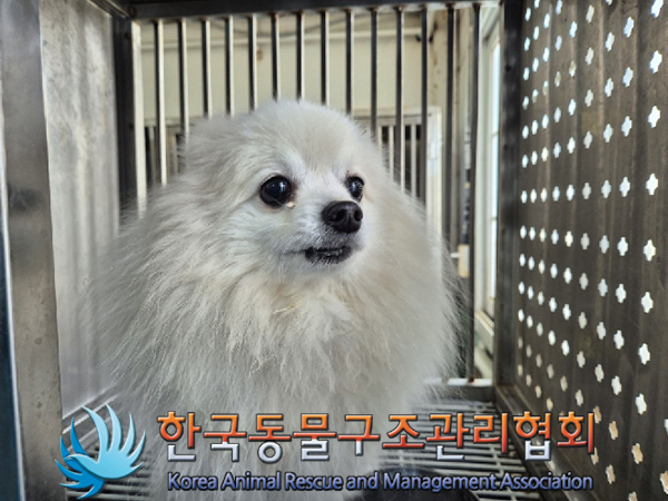 스피츠 이미지 파일 입니다.