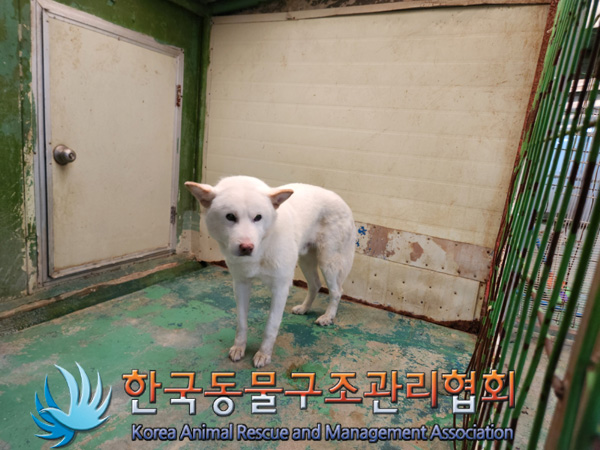 믹스견 이미지 파일 입니다.