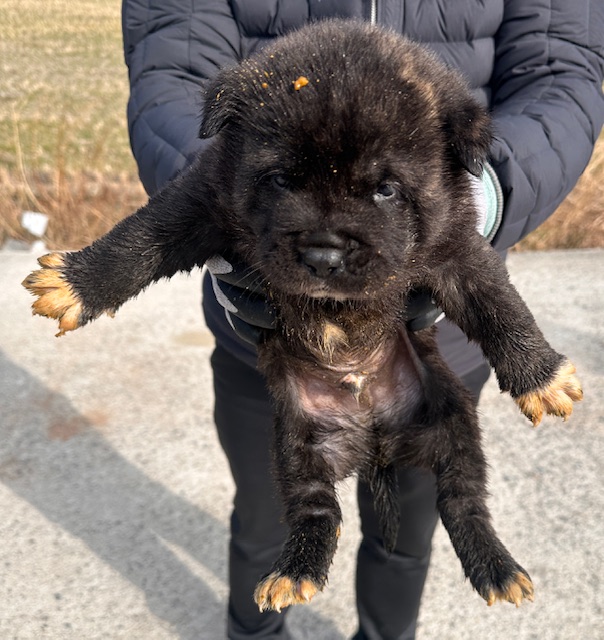 믹스견 이미지 파일 입니다.