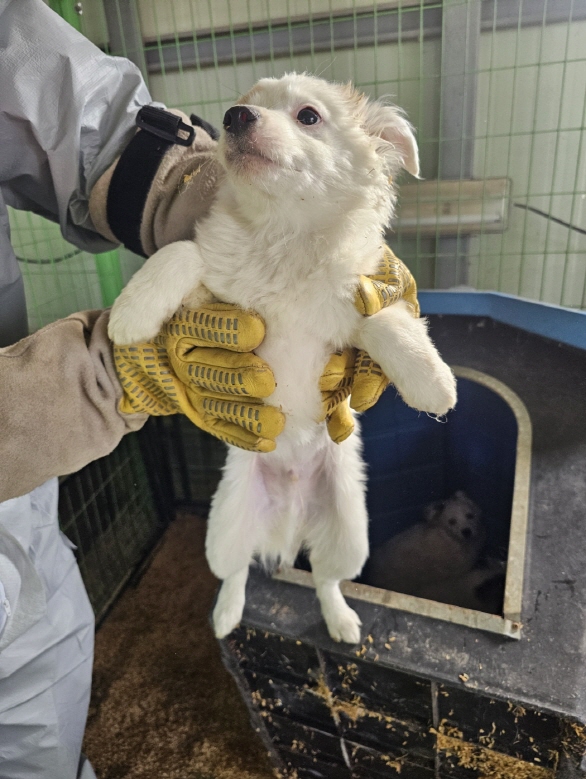 믹스견 이미지 파일 입니다.
