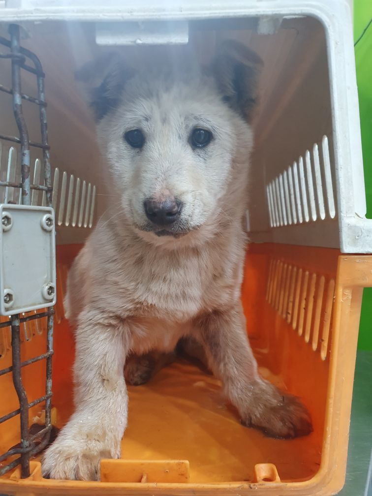 믹스견 이미지 파일 입니다.