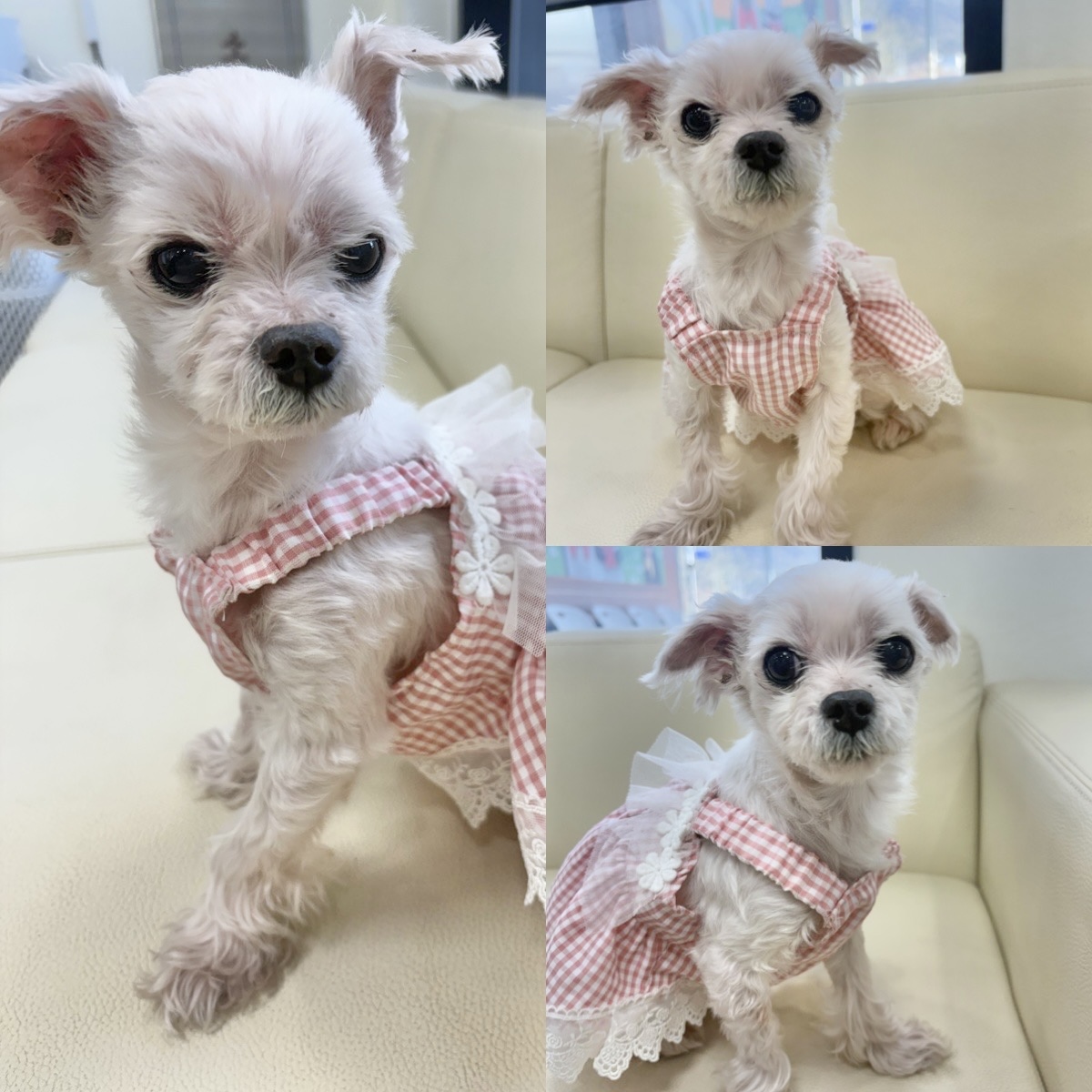 말티즈 이미지 파일 입니다.
