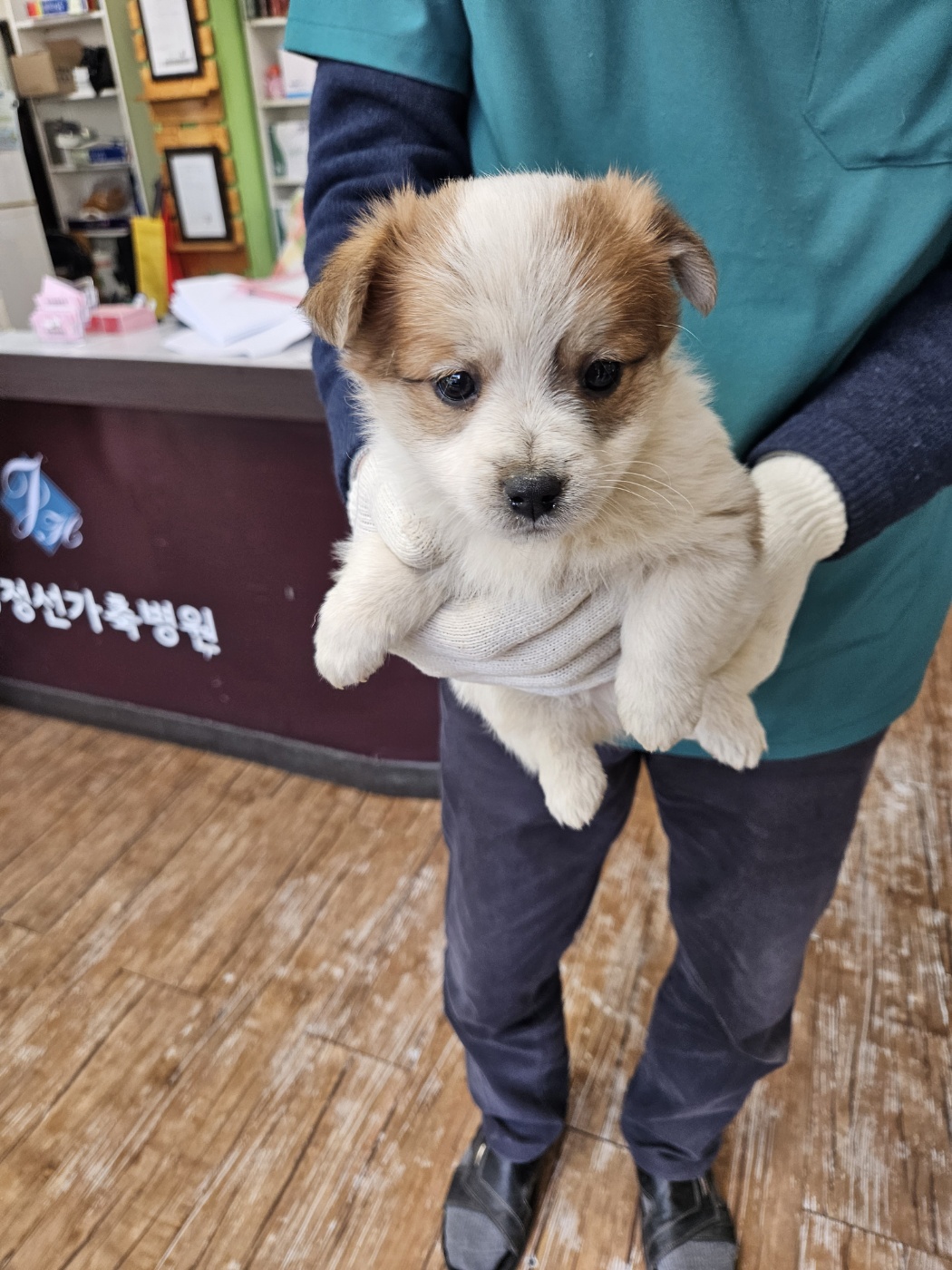 믹스견 이미지 파일 입니다.