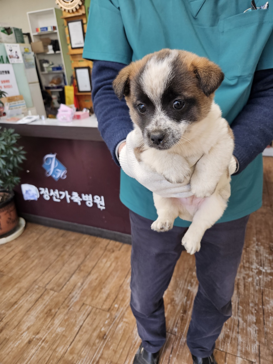 믹스견 이미지 파일 입니다.