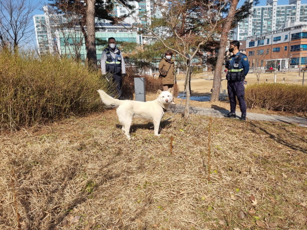 믹스견 이미지 파일 입니다.