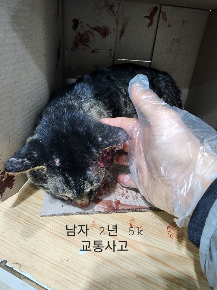 한국 고양이 이미지 파일 입니다.