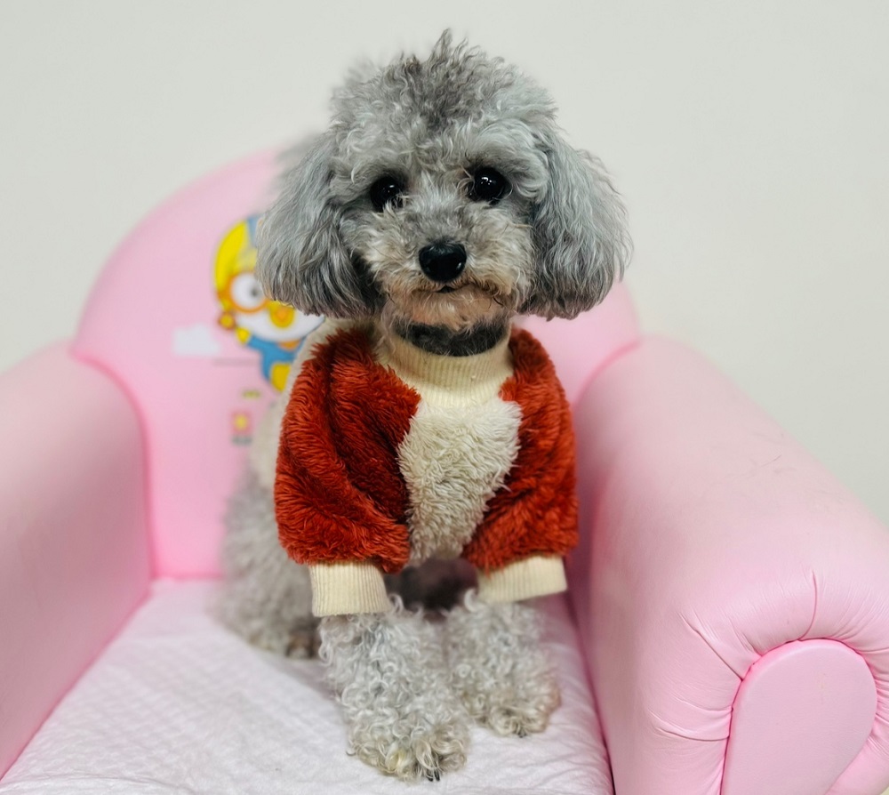 토이 푸들 이미지 파일 입니다.