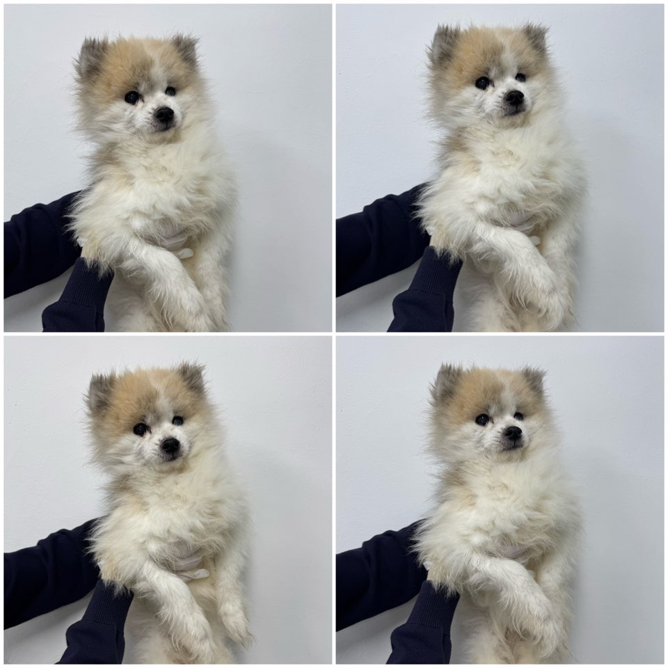 믹스견 이미지 파일 입니다.