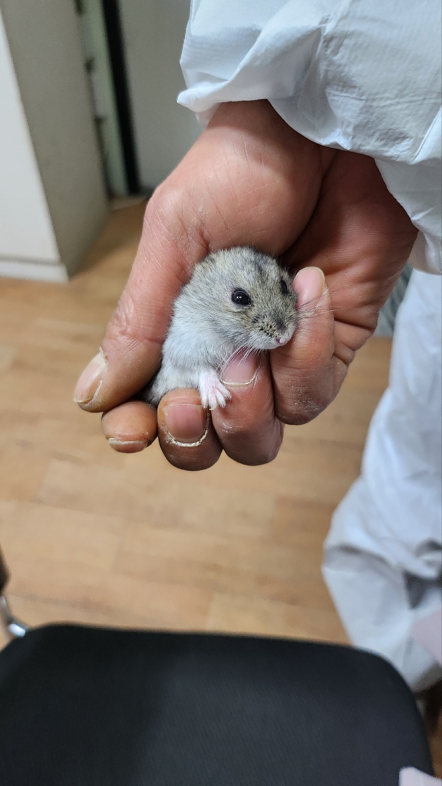 [기타축종] 햄스터 이미지 파일 입니다.