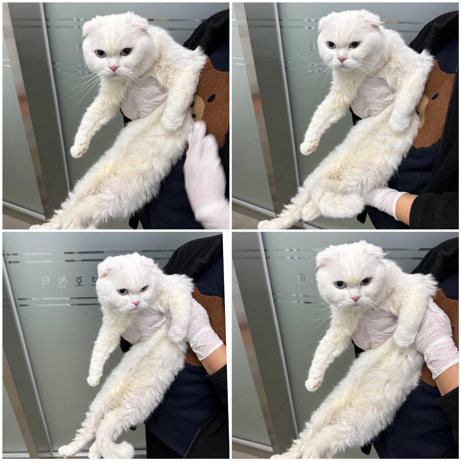 스코티시폴드 이미지 파일 입니다.