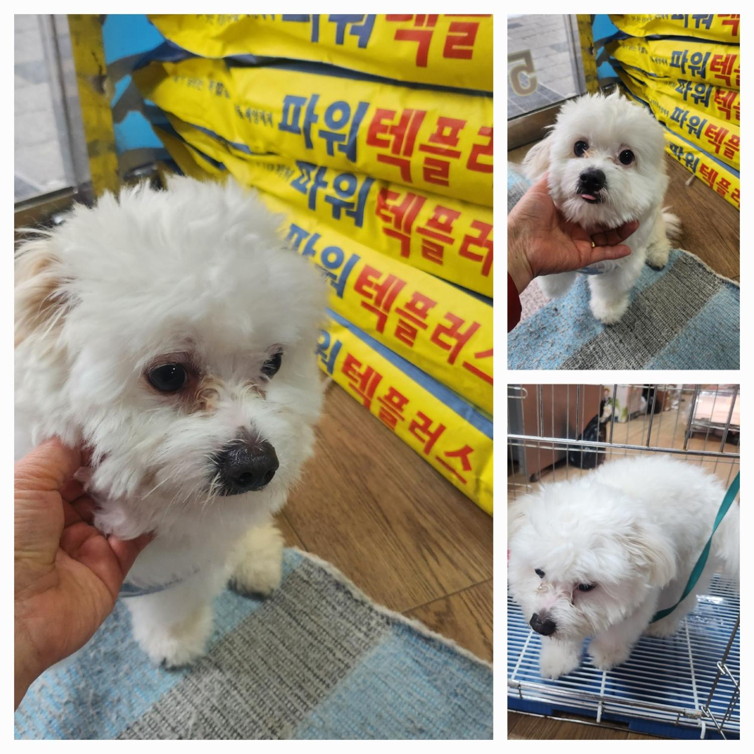 말티즈 이미지 파일 입니다.