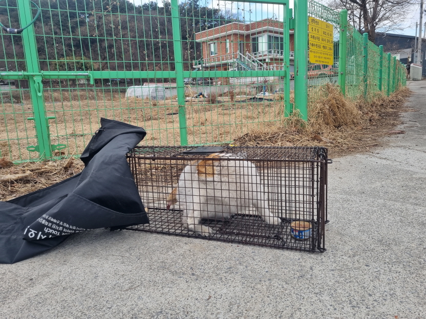 한국 고양이 이미지 파일 입니다.