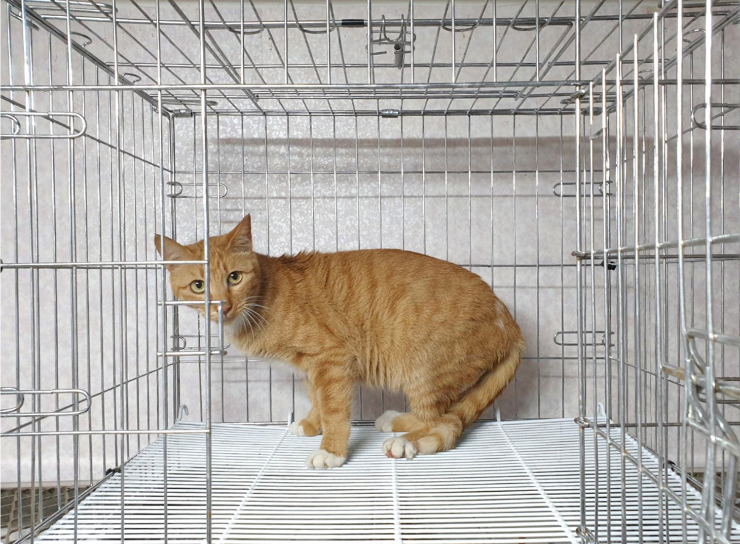 한국 고양이 이미지 파일 입니다.