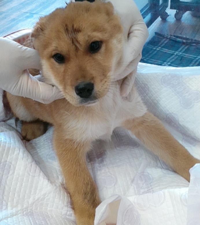 믹스견 이미지 파일 입니다.