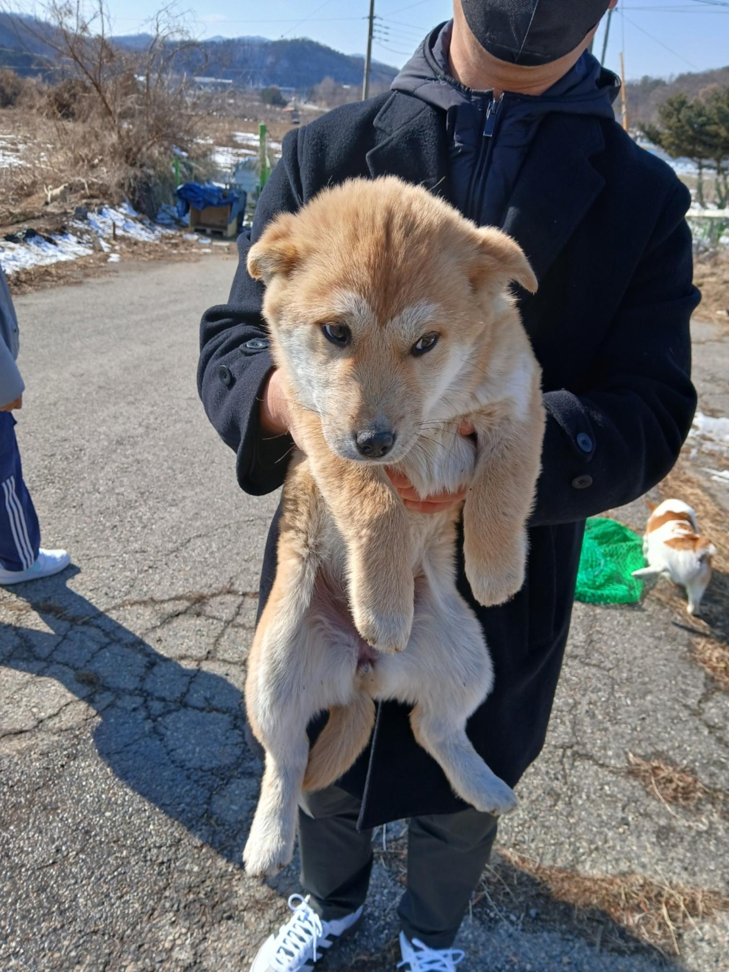 믹스견 이미지 파일 입니다.