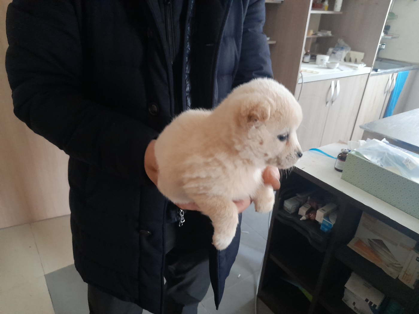 믹스견 이미지 파일 입니다.