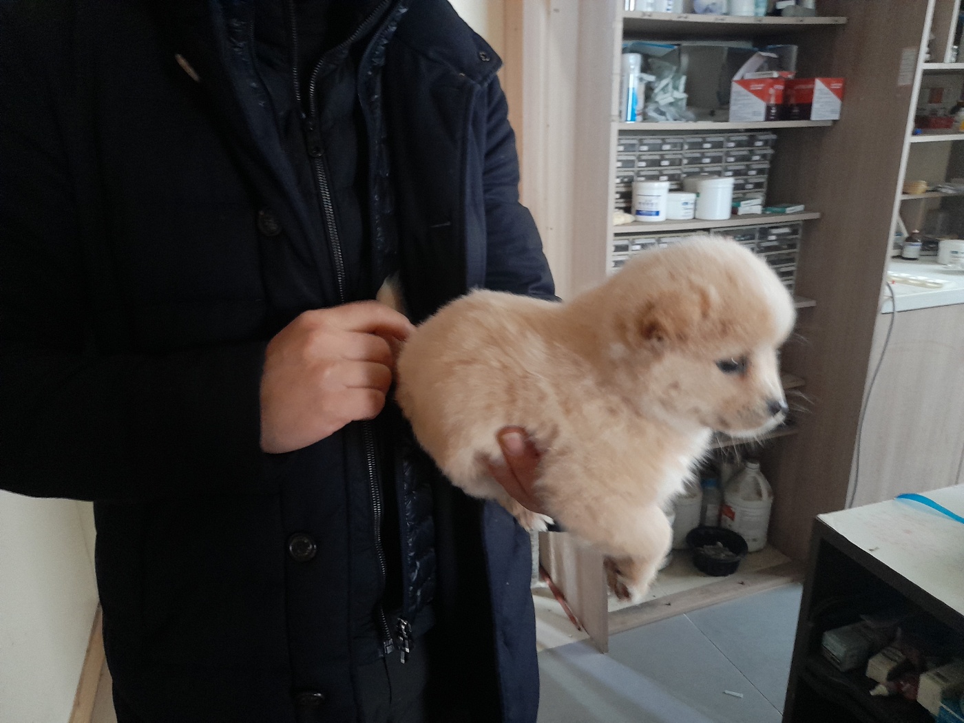 믹스견 이미지 파일 입니다.