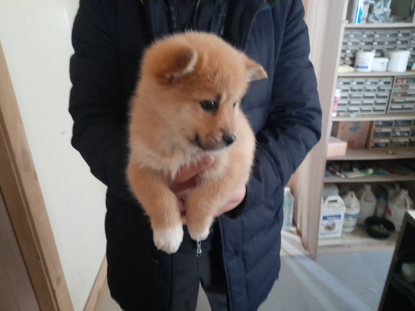 믹스견 이미지 파일 입니다.