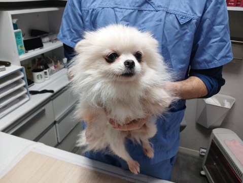 포메라니안 이미지 파일 입니다.