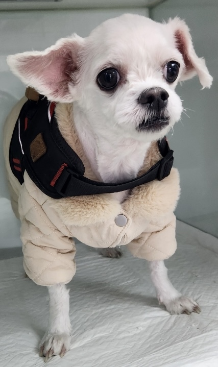말티즈 이미지 파일 입니다.