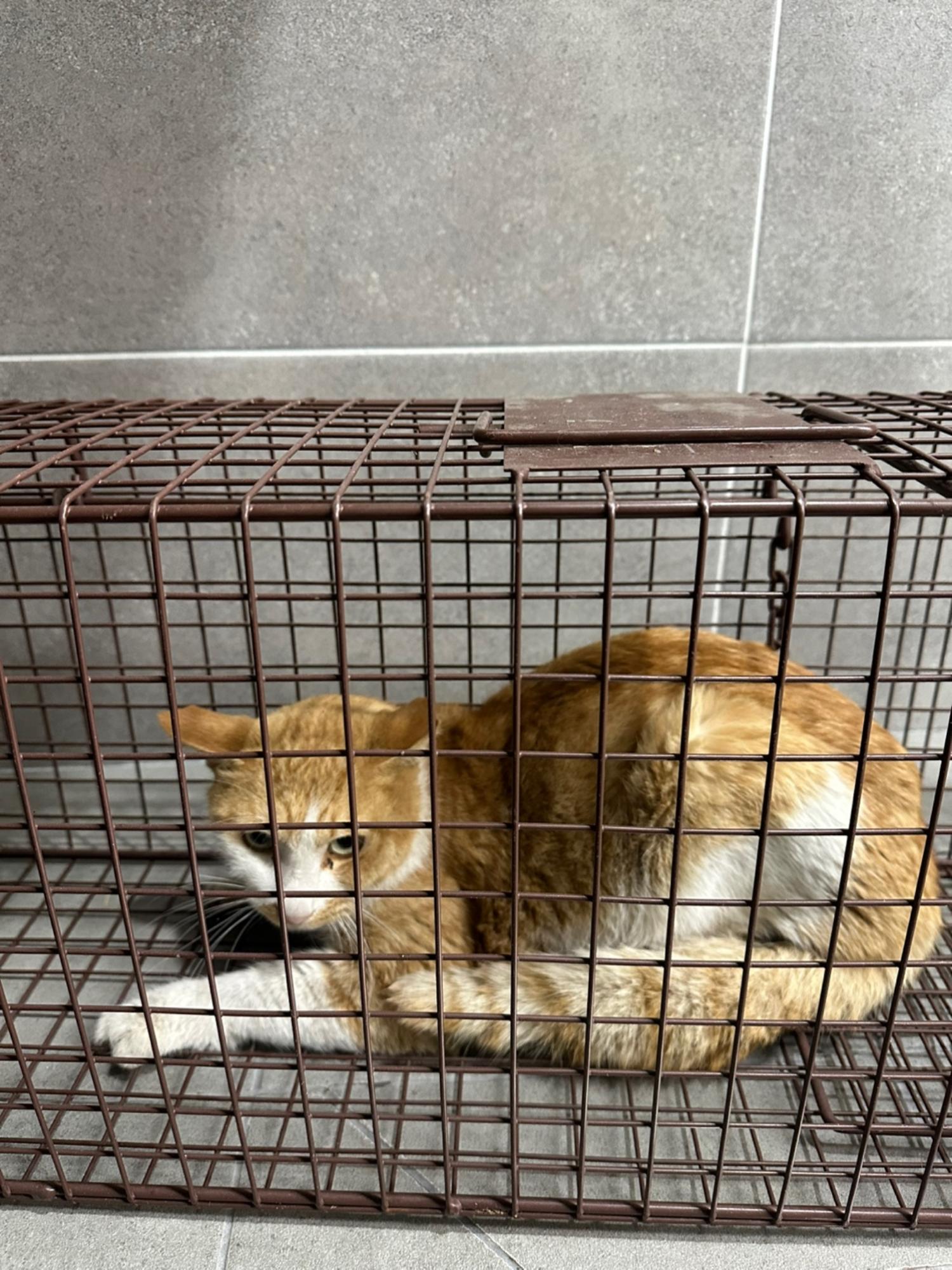 한국 고양이 이미지 파일 입니다.