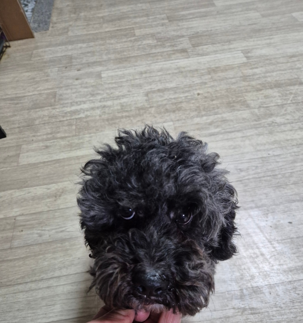푸들 이미지 파일 입니다.
