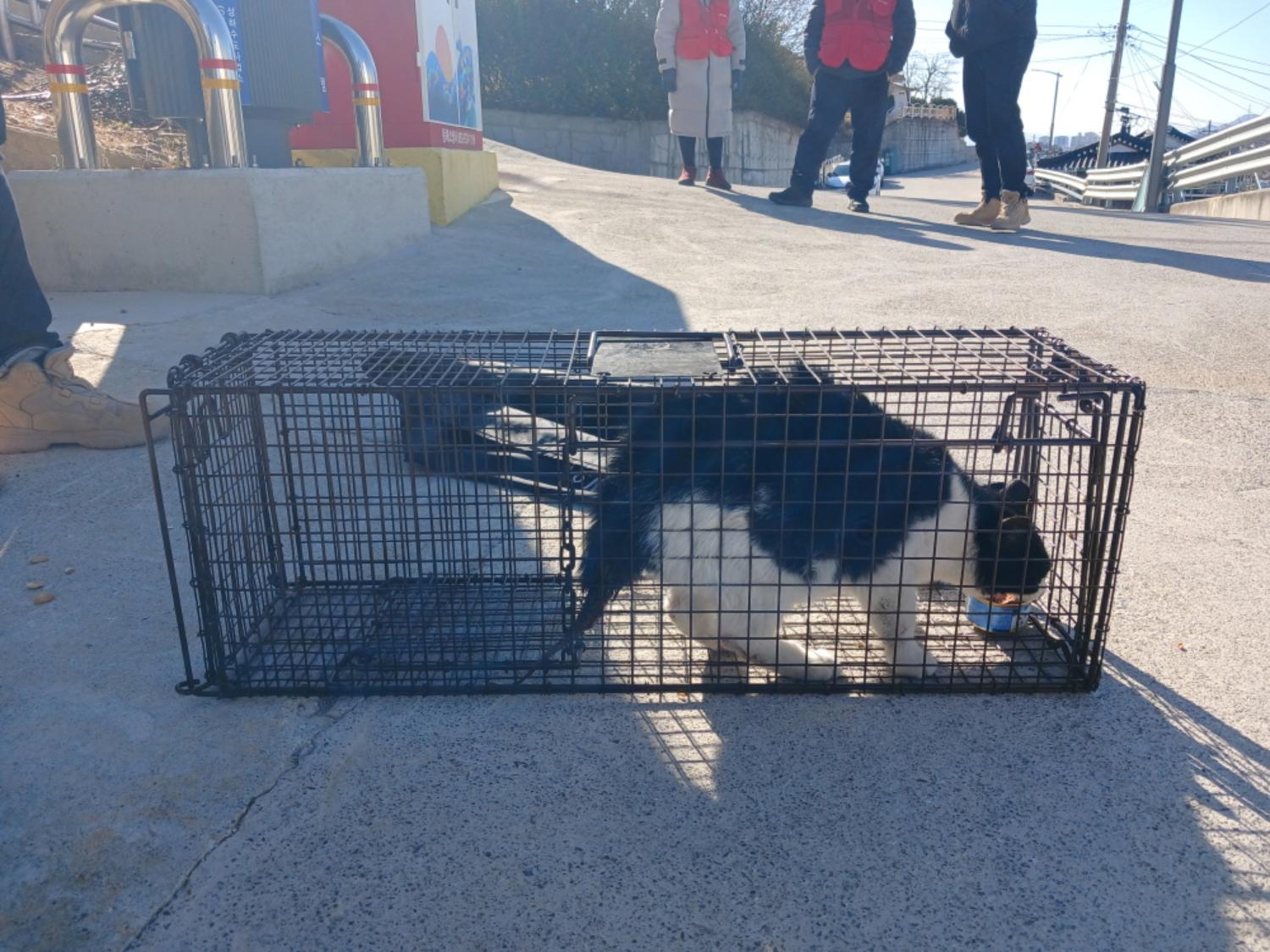 한국 고양이 이미지 파일 입니다.