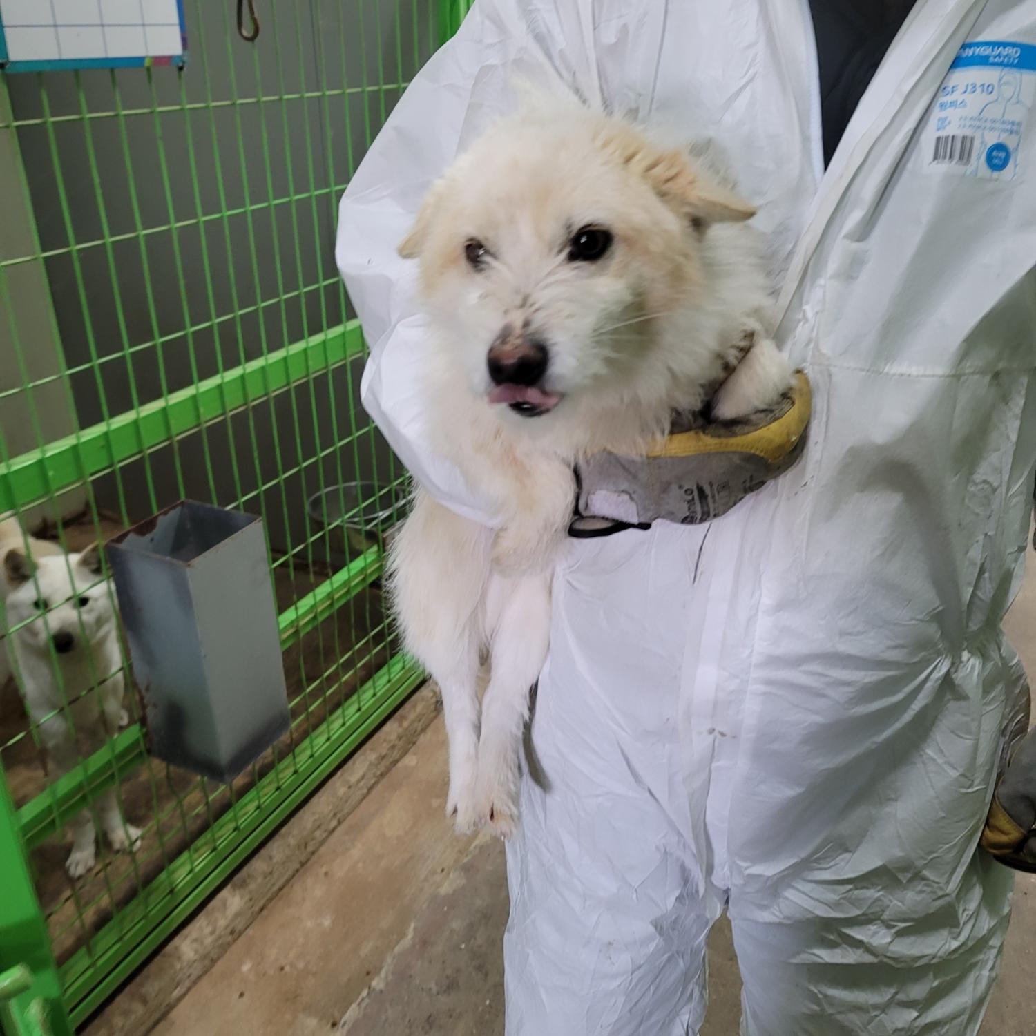 믹스견 이미지 파일 입니다.