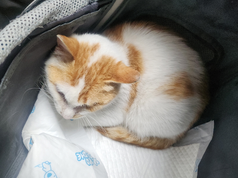 한국 고양이 이미지 파일 입니다.