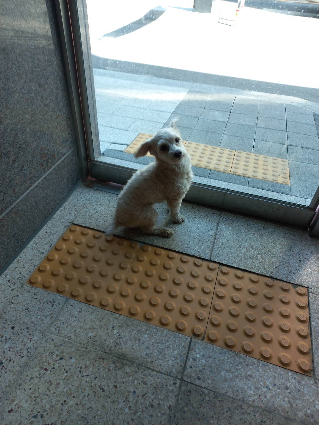 믹스견 이미지 파일 입니다.