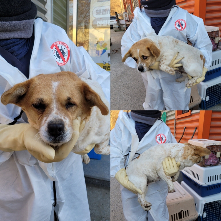 믹스견 이미지 파일 입니다.