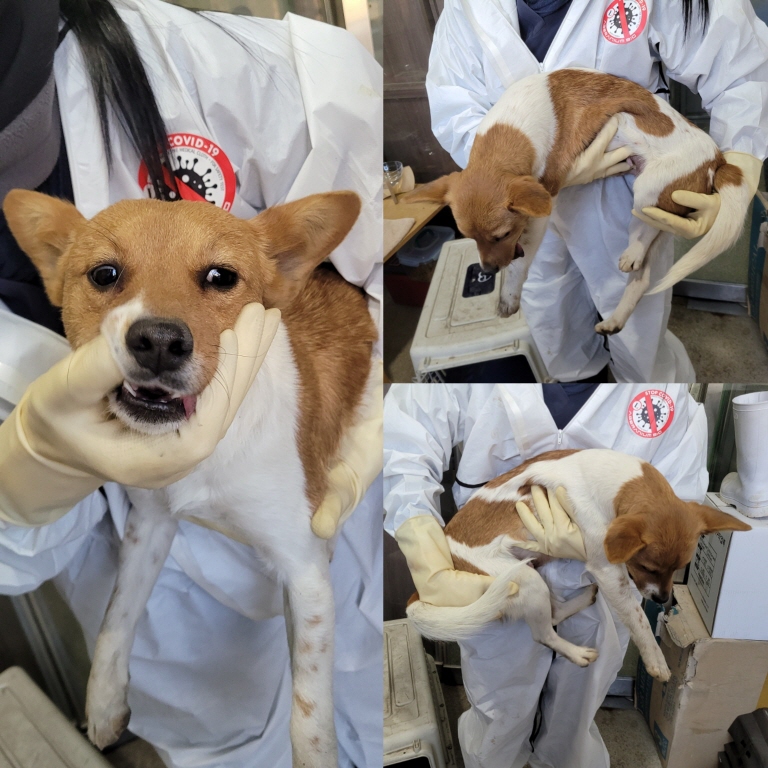 믹스견 이미지 파일 입니다.