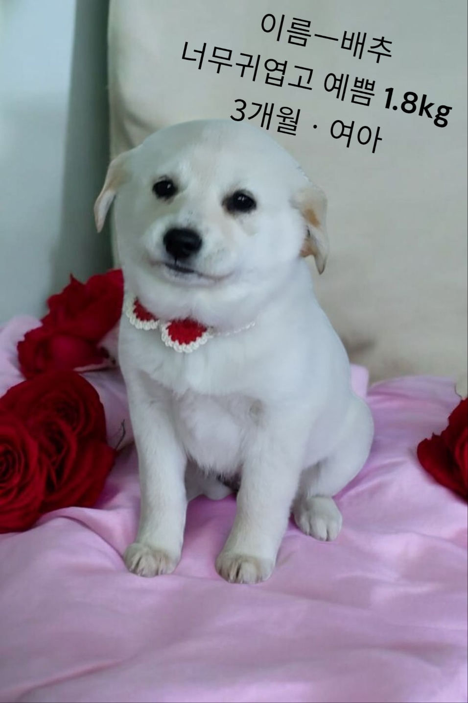 믹스견 이미지 파일 입니다.