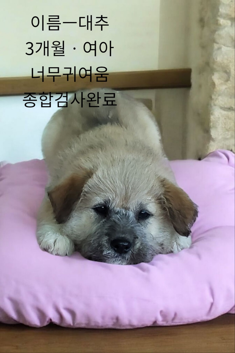 믹스견 이미지 파일 입니다.