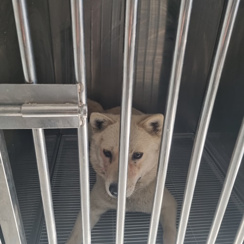 믹스견 이미지 파일 입니다.