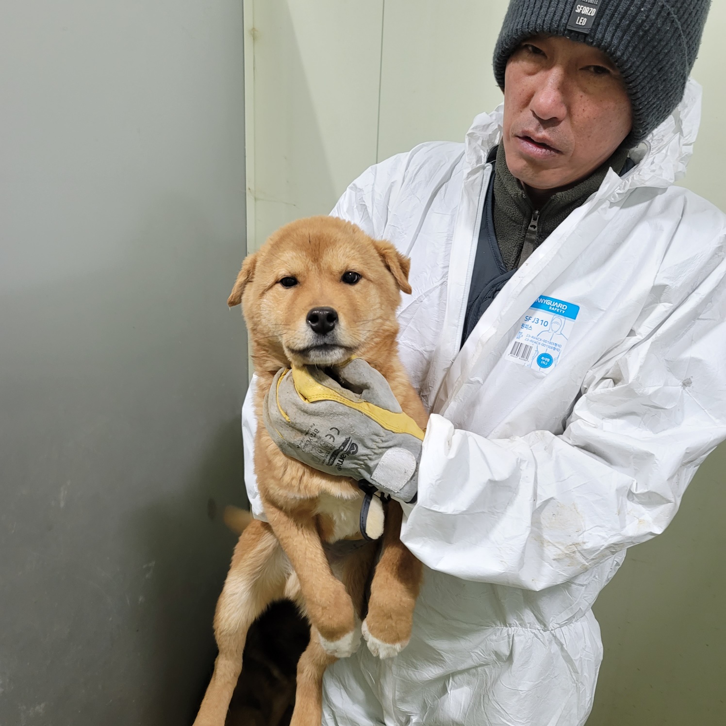 믹스견 이미지 파일 입니다.
