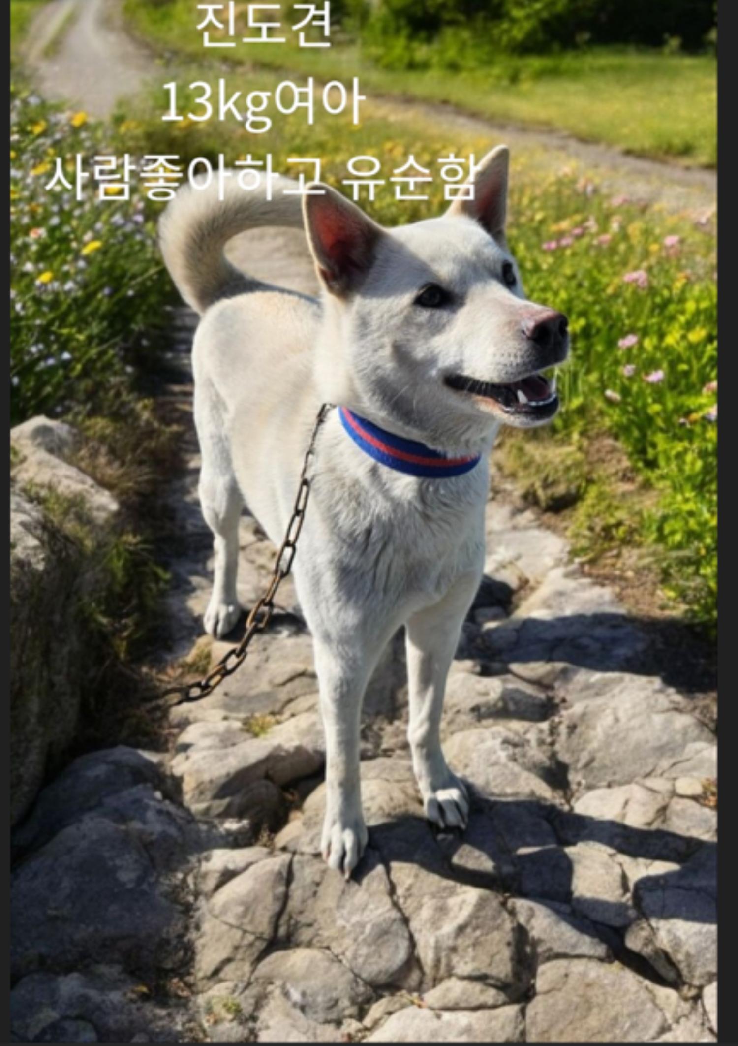 진도견 이미지 파일 입니다.