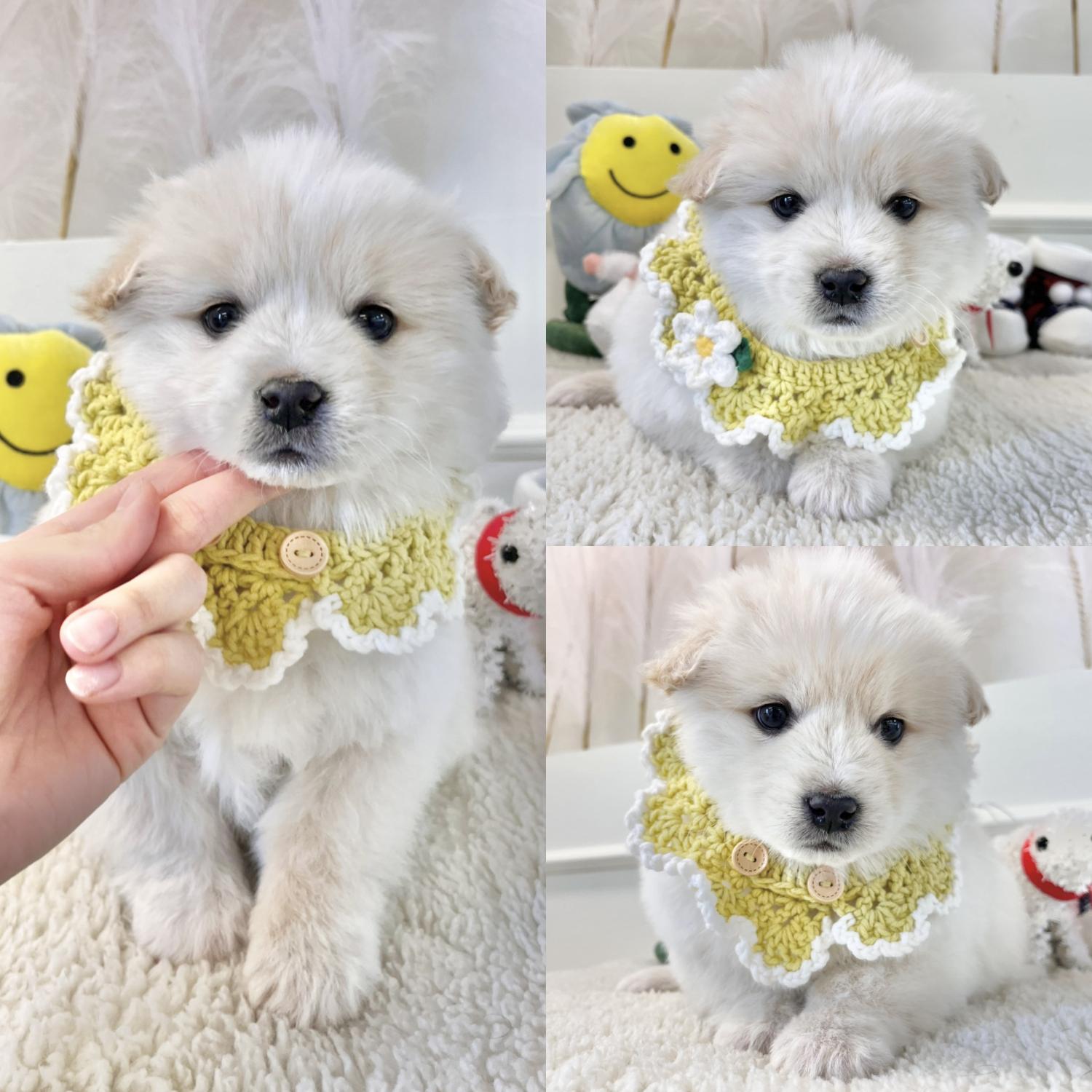 믹스견 이미지 파일 입니다.